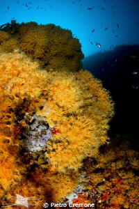 A wall full of Parazoanthus axinellae by Pietro Cremone 